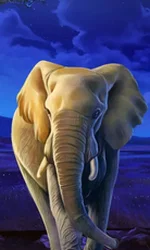 African Elephant